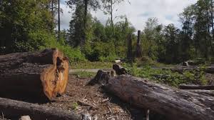 Best Commercial Tree Services  in Mitchellville, MD