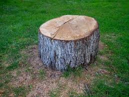 Best Tree Mulching  in Mitchellville, MD
