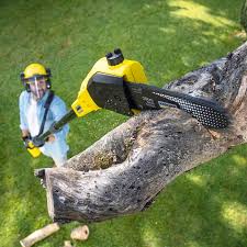 Best Tree Trimming and Pruning  in Mitchellville, MD