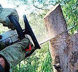 Best Tree Preservation Services  in Mitchellville, MD
