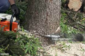 Best Arborist Consultation Services  in Mitchellville, MD