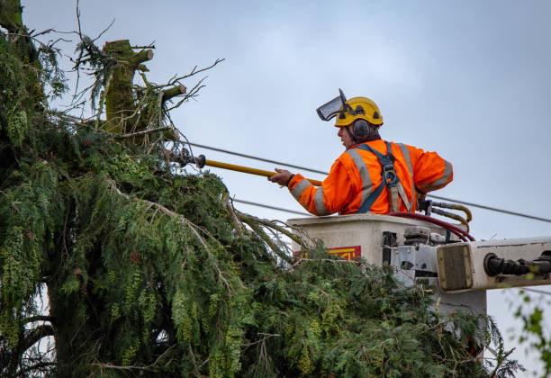 How Our Tree Care Process Works  in  Mitchellville, MD
