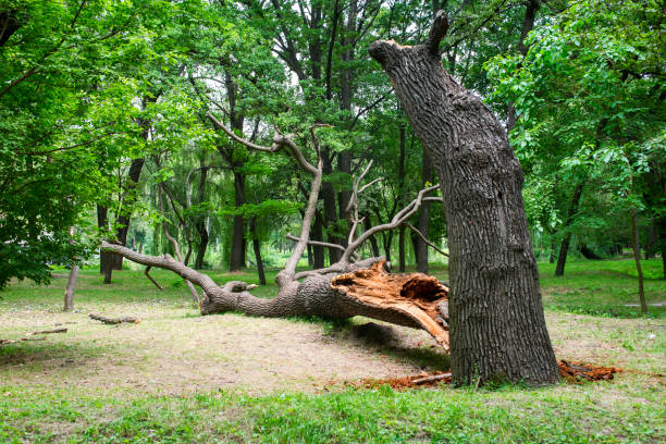 Best Firewood Processing and Delivery  in Mitchellville, MD