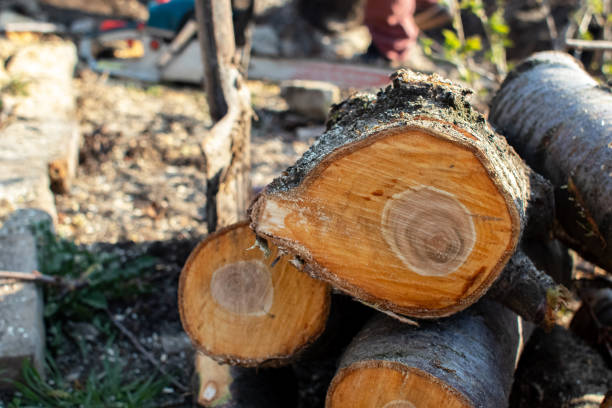 Reliable Mitchellville, MD Tree Care Solutions
