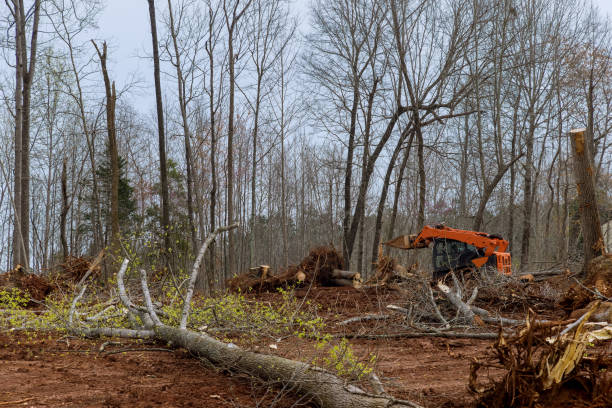 Best Tree Health Inspection  in Mitchellville, MD