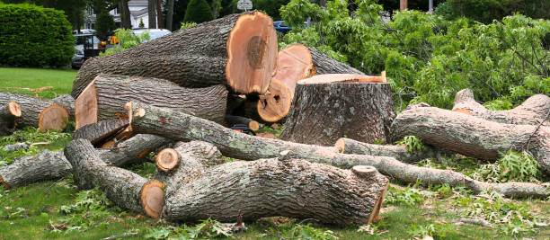 Best Tree Removal  in Mitchellville, MD