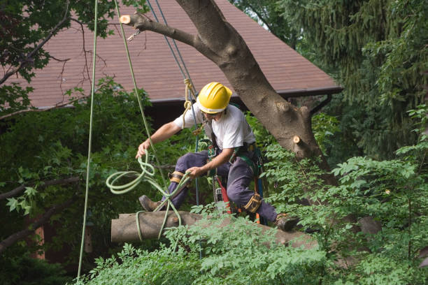 Best Storm Damage Tree Cleanup  in Mitchellville, MD