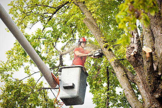 Best Tree and Shrub Care  in Mitchellville, MD