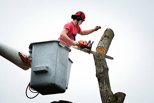 Best Fruit Tree Pruning  in Mitchellville, MD