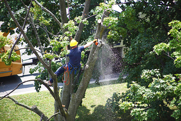 Grass Overseeding in Mitchellville, MD